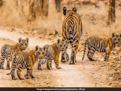 Male Mahadeshwar Hills order revenge man sprayed poison dead cow eating same cow tigress and 4 cubs died, 3 arrested Karnataka | माले महादेश्वर हिल्सः व्यक्ति ने बदला लेने की नीयत, मृत गाय के ऊपर जहर छिड़का और उसी गाय को खाने के बाद बाघिन और 4 शावकों की मौत, 3 अरेस्ट Male Mahadeshwar Hills order revenge man sprayed poison dead cow eating same cow tigress and 4 cubs died, 3 arrested Karnataka | माले महादेश्वर हिल्सः व्यक्ति ने बदला लेने की नीयत, मृत गाय के ऊपर जहर छिड़का और उसी गाय को खाने के बाद बाघिन और 4 शावकों की मौत, 3 अरेस्ट