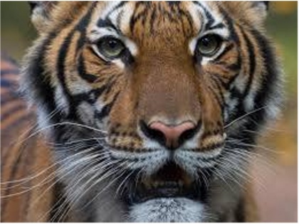 Tigress dies at Aurangabad zoo, swab samples sent for COVID-19 test | चिड़ियाघर में गुर्दे की बीमारी से पीड़ित बाघिन की मौत, करवाया गया कोरोना टेस्ट