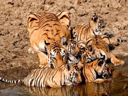 Pench Tiger Reserve Good news 2023 'Patdev' Tigress T4's first litter in 2014- 4, 2016- 3, 2018- 4, 2020- 5, 2023- 4 cubs siwni mp see video | पेंच बाघ अभयारण्यः नए साल में खुशखबरी, 'पाटदेव' ने चार शावकों को जन्म दिया, अब तक कुल पांच बार में 20 शावकों को दे चुकी है जन्म, देखें वीडियो, वायरल