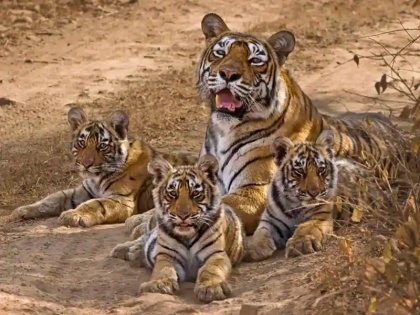 OMG! 'Super mom' tigress made in 8th time mother, given up to 30 cubs | OMG! 'सुपर मॉम' बाघिन 8वीं बार बनी मां, अब तक दे चुकी है 30 शावकों को जन्म