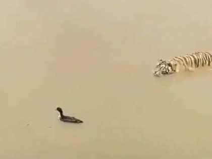 in a lake tiger going to hunting a duck it fooled see tiger reaction video viral on internet | बत्तख ने शिकार करने आ रहे बाघ को ऐसे बनाया बेवकूफ, वीडियो देख आपको भी आ जाएगी हंसी