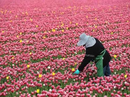 tulip garden will open amid the danger of second wave of corona | हो गया फैसला, कोरोना की दूसरी लहर के खतरे के बीच खुलेगा ट्यूलिप गार्डन tulip garden will open amid the danger of second wave of corona | हो गया फैसला, कोरोना की दूसरी लहर के खतरे के बीच खुलेगा ट्यूलिप गार्डन