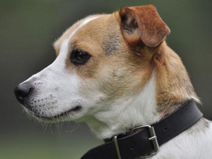 Army Officer In Jammu And Kashmir Dies While Trying To Save His Dog From Fire | आग से अपने कुत्ते को बचाने के लिए जान पर खेल गया सेना के अधिकारी, हुई मौत Army Officer In Jammu And Kashmir Dies While Trying To Save His Dog From Fire | आग से अपने कुत्ते को बचाने के लिए जान पर खेल गया सेना के अधिकारी, हुई मौत