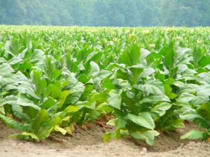 tobacco plants health benefits : new study reveals tobacco plants can treatment of diabetes, stroke, dementia A, arthritis | डायबिटीज, गठिया, स्ट्रोक का रामबाण इलाज है तंबाकू का पौधा, ऐसे करें इस्तेमाल