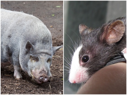 Tokyo Medical Dental University claims many animals mouse pig Breathe But good news respiratory problems patient | शोधकर्ताओं ने किया बड़ा दावा, बताया नाक की जगह मलद्वार से भी लिया जा सकता है सांस, सांस की समस्या वालों लोगों को इस शोध से मिल सकती है राहत