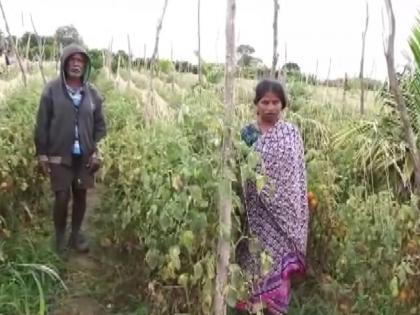 Tomatoes worth Rs 2.5 lakh stolen from farmer's field in Karnataka cultivated on 2 acres by taking loan shocked | आसमान छूते दामों के बीच कर्नाटक में खेत से चोरी हुए 2.5 लाख रुपए के टमाटर, किसान ने कर्ज लेकर 2 एकड़ में की थी खेती, लग सदमा Tomatoes worth Rs 2.5 lakh stolen from farmer's field in Karnataka cultivated on 2 acres by taking loan shocked | आसमान छूते दामों के बीच कर्नाटक में खेत से चोरी हुए 2.5 लाख रुपए के टमाटर, किसान ने कर्ज लेकर 2 एकड़ में की थी खेती, लग सदमा