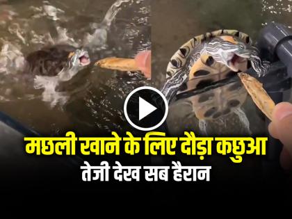 Tortoise run very fast to eat fish watch video | VIDEO: मछली खाने के लिए दौड़ा कछुआ, तेजी देख सब हैरान, देखें वायरल वीडियो Tortoise run very fast to eat fish watch video | VIDEO: मछली खाने के लिए दौड़ा कछुआ, तेजी देख सब हैरान, देखें वायरल वीडियो