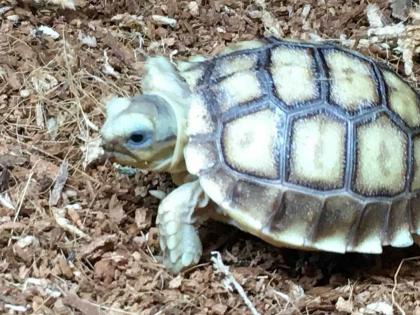 Ramesh Thakur's blog: Not natural on tortoises, artificial crisis | रमेश ठाकुर का ब्लॉगः कछुओं पर कुदरती नहीं, कृत्रिम संकट