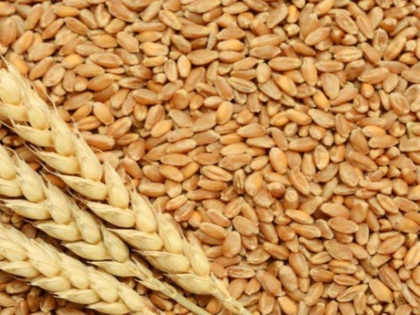 during coronavirus Government procurement of wheat crosses 314 million tonnes last year | कोरोना वायरस की चुनौतियों के बीच गेहूं की सरकारी खरीद पिछले साल के 3.413 करोड़ टन के पार