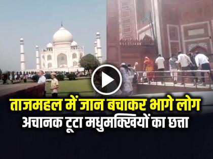 Tourists Ran Away to Save Their Lives from Bee Attack in Taj Mahal Watch Video | VIDEO: ताजमहल में जान बचाकर भागे लोग, अचानक टूटा मधुमक्खियों का छत्ता, देखें वीडियो