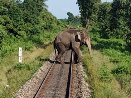 West Bengal: Pregnant elephant hit by goods train, dies | पश्चिम बंगाल: गर्भवती हथिनी को मालगाड़ी से लगा धक्का, हुई मौत, जानिए पूरा मामला