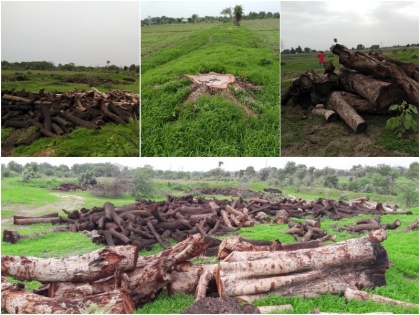 hyderabad neem tree cutting class 8 student alerts forest officials arrest fine 62075 rupee | आठवीं कक्षा के छात्र ने किया कमाल, नीम का पेड़ काटे जाने पर वन विभाग को दी सूचना, दोषी को भरना पड़ा 62075 रु जुर्माना