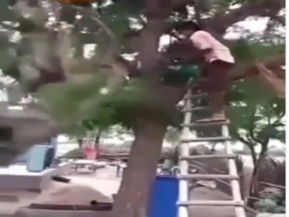 man cutting tree with stairs then what happened watch funny video viral video | सीढ़ी लगाकर पेड़ की डाली काट रहा था शख्स, फिर कुछ हुआ ऐसा कि वीडियो देखकर हंसी नहीं रोक पाएंगे, वीडियो वायरल