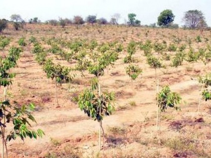 nagpur NHAI plant 1 million trees Sensational disclosure in RTI National highway authority of india | एनएचएआई ने क्यों नहीं लगाए 10 लाख पेड़? आरटीआई में सनसनीखेज खुलासा
