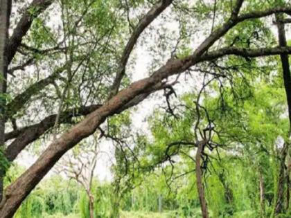 Madhya Pradesh High Court sought response from govt on petition regarding giving status of living beings to trees | पेड़ों को सजीव प्राणी का दर्जा दिए जाने के लिए याचिका, मध्य प्रदेश हाई कोर्ट ने सरकार से मांगा जवाब