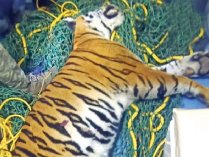 2 year old tiger cub hit by a speeding car died on the spot | 2 साल के बाघ शावक को तेज रफ्तार कार ने मारी टक्कर, मौके पर हुई मौत
