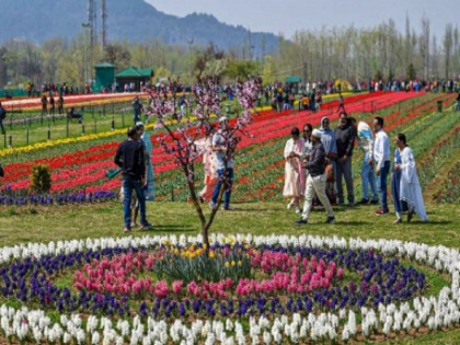 Tulip gardern and Badamwadi in Valley of Kashmir starts attracting tourist and March begins | कश्मीर में जश्न-ए-बहार का मौसम आने वाला है! ट्यूलिप गार्डन और बादामबाड़ी में बादाम के पेड़ों के फूल देखने चले आईए