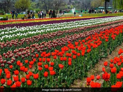 Jammu and Kashmir: Despite the bad situation, those who visit Tulip Gardens have broken the previous record | जम्मू-कश्मीरः खराब हालात के बावजूद इस बार ट्यूलिप गार्डन आने वालों ने तोड़े पिछले रिकॉर्ड