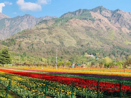 Jammu and Kashmir Tulip Garden will open on March 19 crowds of tourists thronged as soon as Badamwari opened | जम्मू-कश्मीर: ट्यूलिप गार्डन के खुलने का बेसब्री से इंतजार कर रहे पर्यटक, बादामवारी खुलते ही उमड़ी सैलानियों की भीड़