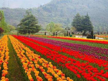 Huge tourists in Kashmir's Tulip Garden this year more than three thousand people are coming every day | कश्मीर के टयूलिप गार्डन में पर्यटकों की जबरदस्त भीड़, इस साल हर दिन आ रहे हैं तीन हजार से ज्यादा लोग