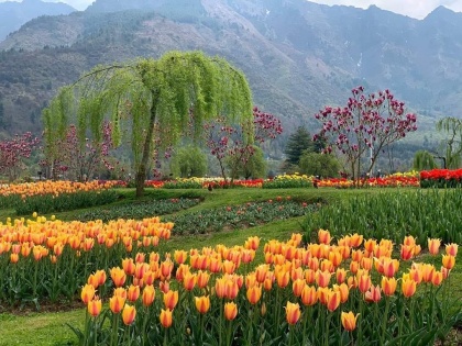 Jammu and Kashmir Tulip Garden is attracting tourists the weather in the valley is also kind | जम्मू-कश्मीर: पर्यटकों को अपनी ओर खींच रहा ट्यूलिप गार्डन, घाटी में मौसम भी मेहरबान