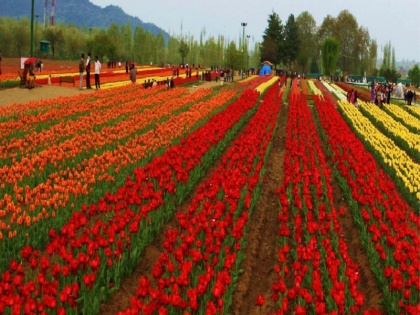 jammu kashmir: Tourists will be able to visit the Tulip Garden in the first week of April | अप्रैल के पहले सप्ताह से पर्यटक कर सकेंगे ट्यूलिप गार्डन में खिले फूलों का दीदार