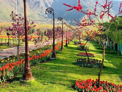 Jashn-e-Bahar season in Kashmir, Tulip Garden became Gulshan, Badambadi also decorated with flowers | कश्मीर में जश्न-ए-बहार का मौसम, ट्यूलिप गार्डन हुआ गुलशन, बादामबाड़ी भी फूलों से सजा