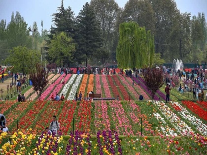 Jammu and Kashmir Asia largest tulip garden to open at end of next month | जम्मू कश्मीर: कोरोना की वापसी के खतरे के बीच अगले महीने के अंत में खुलेगा एशिया का सबसे बड़ा टयूलिप गार्डन?