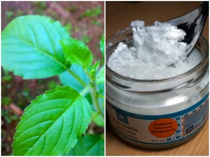 when summer comes heat-sweat cause fungal infections apply basil coconut oil get instant relief skin bloom health tips in hindi | Hot Summer Skin Tips: गर्मियां आते ही गर्मी और पसीने से हो जाते हैं शरीर में फंगल इंफेक्शन, आज ही लगाए तुलसी और नारियल के तेल, मिलेगी तुरंत राहत खिलेगी त्वचा