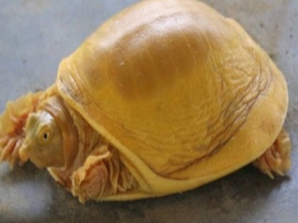 first time found golden turtle in nepal photo viral on social media | पहली बार देखा गया सुनहरे रंग का दुर्लभ कछुआ, सोशल मीडिया पर तस्वीरें हुई वायरल