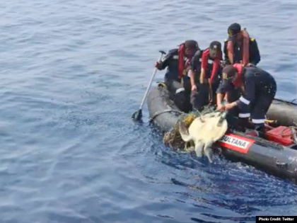 Watch Indian Coast Guard Saved An Endangered Olive Ridley Turtle Tangled In A Net | जाल में फंसे कछुए का वायरल Video, इंडियन कोस्ट गार्ड के जवानों को मिली तारीफ