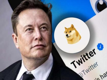 elon musk replace twitter blue bird logo with doge meme know about it | एलन मस्क ने बदला ट्विटर का लोगो, नीली चिड़िया हटाकर लगाई Doge की तस्वीर, यूजर्स हुए हैरान