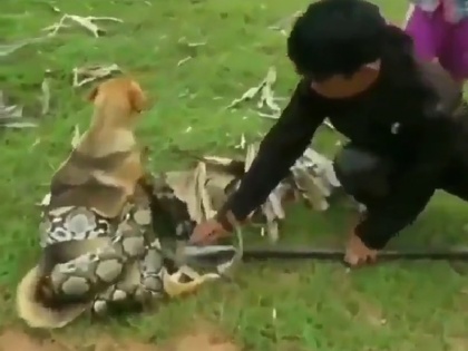 two kids and man save dog from python viral video internet praises kids | Watch: खतरनाक अजगर ने पकड़ा डॉग को, 2 बच्चे और युवक ने मिलक ऐसे बचाई कुत्ते की जान, देखें वायरल वीडियो