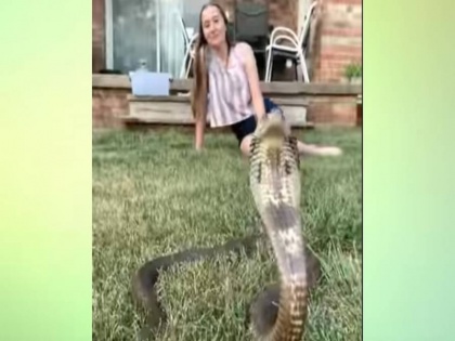 viral video the girl kept posing behind the cobra snake left netizens amazed | कोबरा के पीछे बैठकर मस्त पोज देती रही लड़की , लोगों ने कहा - असल खतरों के खिलाड़ी है यें , वीडियो वायरल
