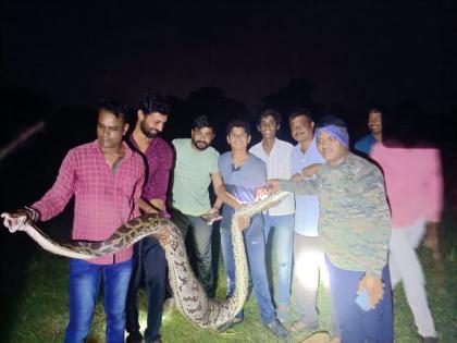 Ujjain Python was sitting bushes after swallowing a goat's kid villagers tied it and burnt it police forest | उज्जैनः बकरी का बच्चा निगल कर झाड़ियों में बैठा था अजगर, ग्रामीणों ने बांधकर जलाया Ujjain Python was sitting bushes after swallowing a goat's kid villagers tied it and burnt it police forest | उज्जैनः बकरी का बच्चा निगल कर झाड़ियों में बैठा था अजगर, ग्रामीणों ने बांधकर जलाया