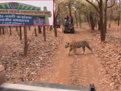 Umred Pauni Karhandla Wildlife Sanctuary 5 cubs tigress seen video viral tourist attraction increase nagpur | उमरेड-पवनी-करांडला में दिखे बाघिन के साथ 5 शावक, वीडियो हो गया वायरल, पर्यटकों का आकर्षण बढ़ेगा