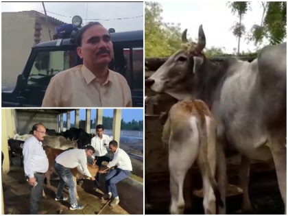 UP 60 cows died within 24 hours Amroha district preparations to arrest fodder seller Tahir CM Yogi gave order | UP: अमरोहा में 24 घंटे के अन्दर 60 गायों की हुई मौत, चारा बेचने वाले ताहिर को गिरफ्तार करने की तैयारी, CM योगी ने दिया यह आदेश