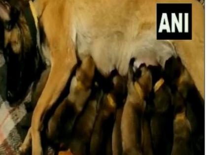 up badaun woman throws 9 puppies into pond all killed case filed | उप्र: कूं-कूं कर रहे घर में जन्मे 9 पिल्लों को महिला ने फेंका तालाब में, सबकी हुई दर्दनाक मौत, मामला हुआ दर्ज up badaun woman throws 9 puppies into pond all killed case filed | उप्र: कूं-कूं कर रहे घर में जन्मे 9 पिल्लों को महिला ने फेंका तालाब में, सबकी हुई दर्दनाक मौत, मामला हुआ दर्ज