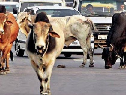 up election 44-of-75-districts-certified-free-of-stray-cattle-yogi-govt narendra modi | यूपी चुनाव: योगी सरकार का दावा- 75 में से 44 जिले छुट्टा पशुओं से मुक्त, PM मोदी ने छुट्टा पशुओं से निजात दिलाने का किया है वादा