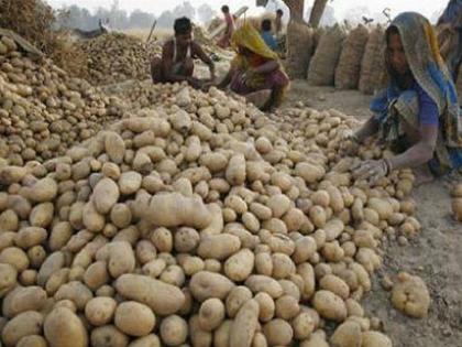 up government may increase potato support price | किसानों के लिए अच्छी खबर, योगी सरकार बढ़ाएगी आलू का समर्थन मूल्य!