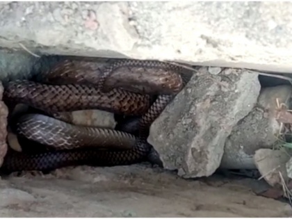 Uttar Pradesh meerut Saharanpur village Farmer seeing Nag-Nagin snake death heart attack | उत्तर प्रदेशः सहारनपुर में नाग-नागिन के जोड़े को देखकर किसान दहशत में आया, दिल का दौरा पड़ने से मौत