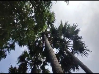 UP mau district man ram pravesh has climbed on palm 100 feet high about 1 month is not landing due to wife quarrel | UP: करीब 1 महीने से 100 फीट ऊंचे ताड़ पर चढ़ा है शख्स, उतरने का नहीं ले रहा है नाम
