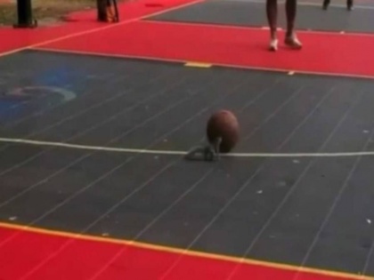 squirrel played basketball fiercely on the field video goes viral on reddit | मैदान पर बास्केटबॉल खेल रही थी गिलहरी, वीडियो देखकर रह कोई रह गया हैरान