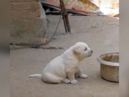 China Puppy Imitated a Rooster Crowing Old Video Goes Viral On TikTok | जब एक पिल्ले पर पड़ा मुर्गे की 'संगत' का असर, भौंकने की जगह करने लगा 'कुकड़ू कू', देखें वीडियो
