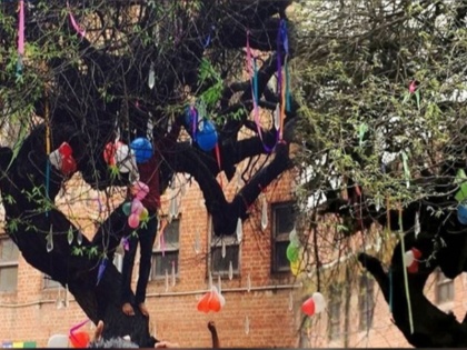 valentines day in delhi university virgin tree of hindu college | BLOG: वो पेड़ जिसकी पूजा से वैलेंटाइन डे पर मिलता है जीवनसाथी