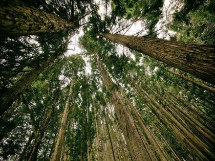 Blog: Action plan should be decided to save forests | ब्लॉग: वनों को बचाने के लिए तय हो कार्ययोजना