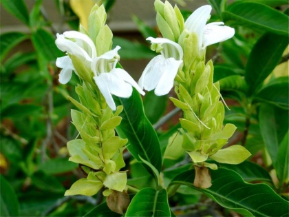 jaundice cause symptoms and diagnosis and ayurveda treatment | पीलिया को जड़ से खत्म कर देता है ये छोटे-छोटे सफेद फूल वाला पौधा