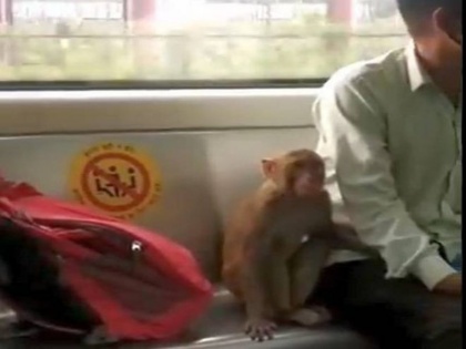 video showing monkey inside delhi metro coach suface people complanit about it to dmrc | दिल्ली मेट्रो में बंदर ने की सवारी, वीडियो वायरल, लोगों ने डीएमआरसी से पूछा- ये क्या हो रहा है