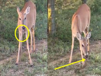 Vegetarian deer seen eating snake in the forest surprised netizens | वीडियो: जंगल में सांप चबाकर खाता दिखा शाकाहारी हिरण, हैरान लोगों ने कहा- घोर कलयुग है