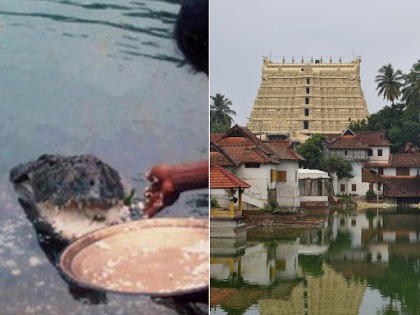 Vegetarian Crocodile legate of lord vishnu kerala temple | भगवान विष्णु का दूत है यह शाकाहारी मगरमच्छ, केवल मंदिर के प्रसाद पर है जीवित
